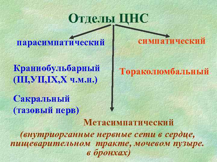Отделы ЦНС парасимпатический Краниобульбарный (ІІІ, УІІ, ІХ, Х ч. м. н. ) симпатический Тораколюмбальный
