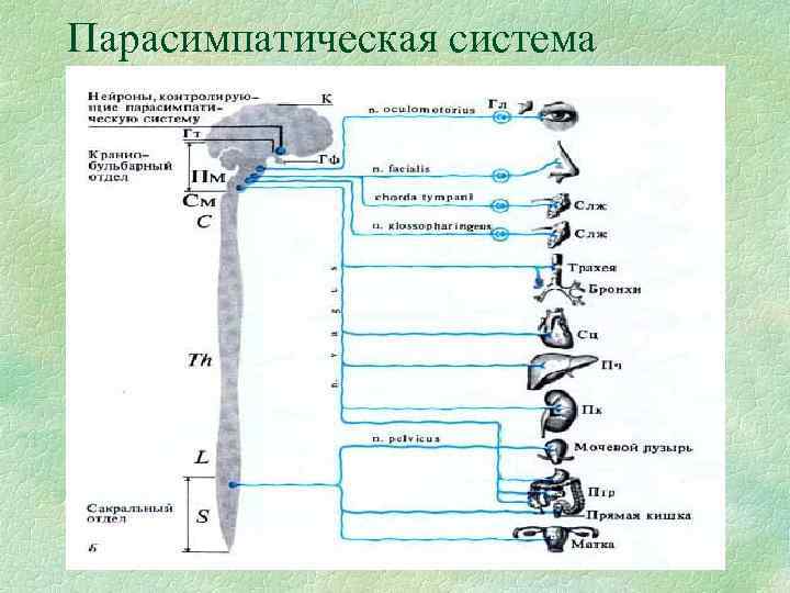 Парасимпатическая система 