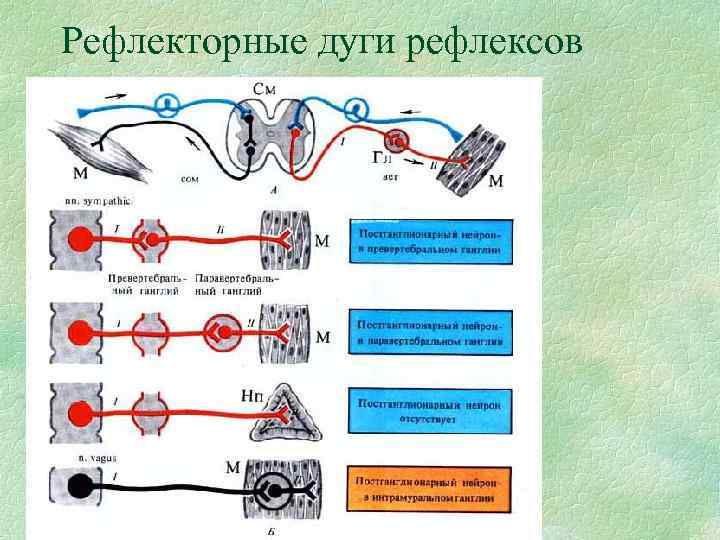 Рефлекторные дуги рефлексов 