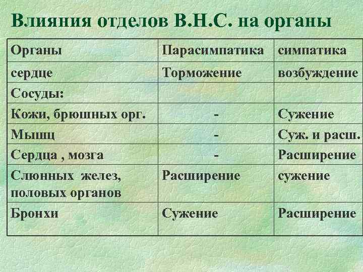 Влияния отделов В. Н. С. на органы Органы Парасимпатика сердце Сосуды: Кожи, брюшных орг.