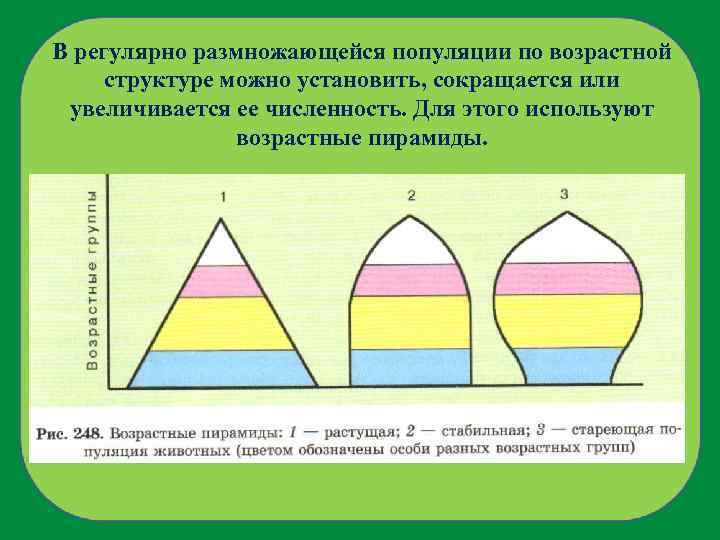 В регулярно размножающейся популяции по возрастной структуре можно установить, сокращается или увеличивается ее численность.