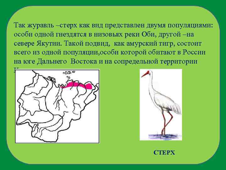 Так журавль –стерх как вид представлен двумя популяциями: особи одной гнездятся в низовьях реки