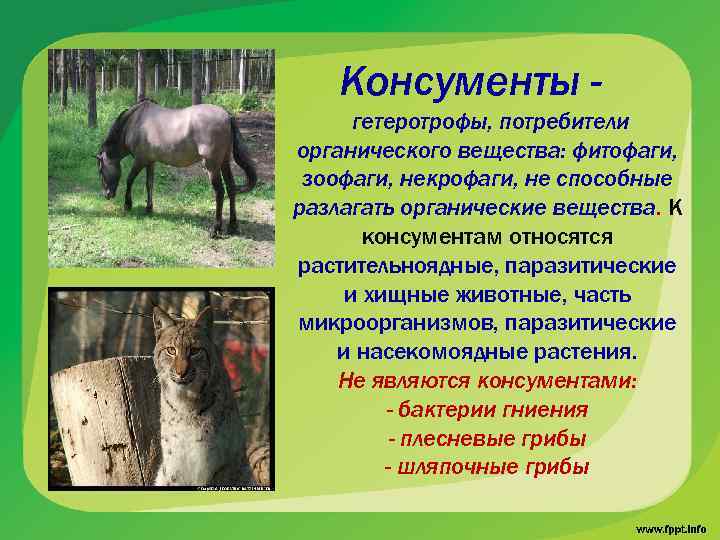 Консументы гетеротрофы, потребители органического вещества: фитофаги, зоофаги, некрофаги, не способные разлагать органические вещества. К