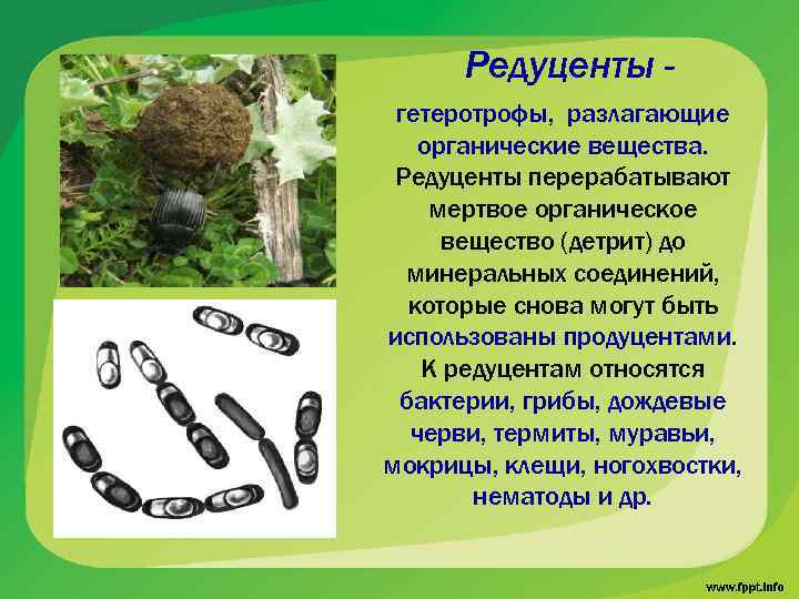 Редуценты гетеротрофы, разлагающие органические вещества. Редуценты перерабатывают мертвое органическое вещество (детрит) до минеральных соединений,