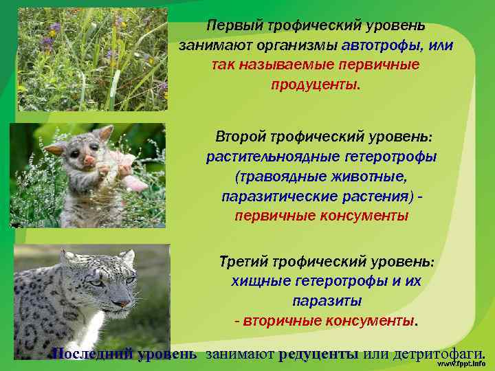 Первый трофический уровень занимают организмы автотрофы, или так называемые первичные продуценты. Второй трофический уровень: