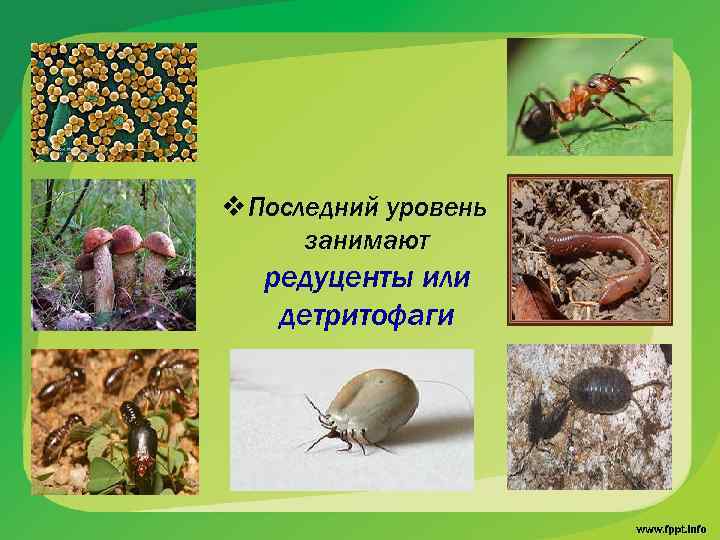 v Последний уровень занимают редуценты или детритофаги 