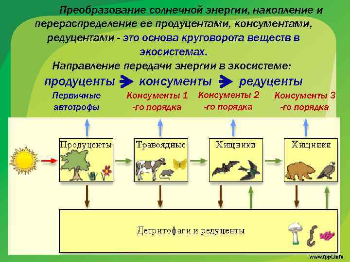 Преобразование солнечной энергии, накопление и перераспределение ее продуцентами, консументами, редуцентами - это основа круговорота