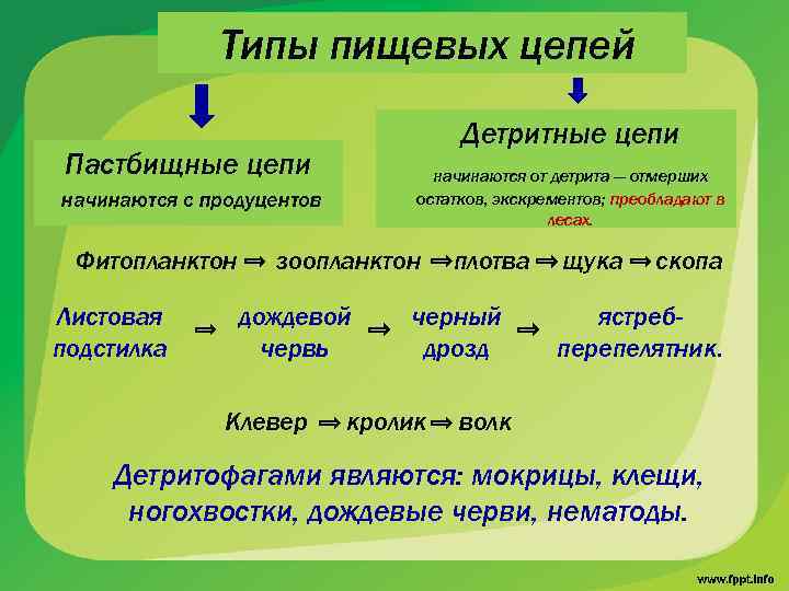 Типы пищевых цепей Детритные цепи Пастбищные цепи начинаются от детрита — отмерших остатков, экскрементов;