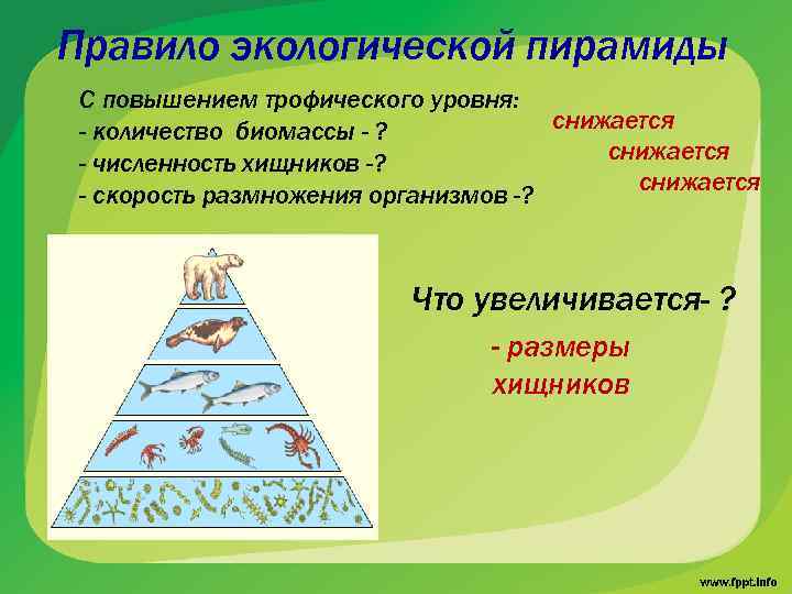 Правило экологической пирамиды С повышением трофического уровня: снижается - количество биомассы - ? снижается