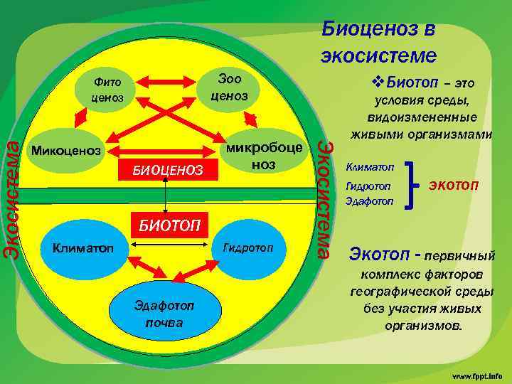 Зоо ценоз Фито ценоз Микоценоз БИОЦЕНОЗ микробоце ноз БИОТОП Гидротоп Климатоп Эдафотоп почва v.