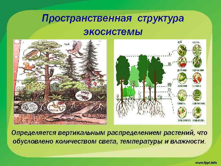 Пространственная структура экосистемы Определяется вертикальным распределением растений, что обусловлено количеством света, температуры и влажности.