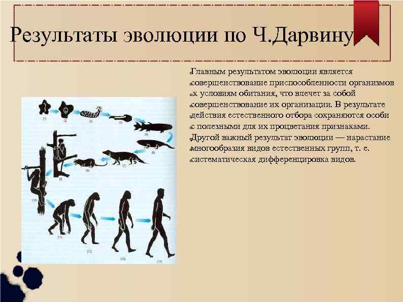Презентация доказательства эволюции животного мира учение ч дарвина об эволюции