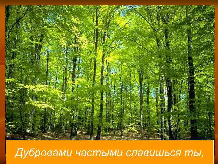 Дубровами частыми славишься ты, 