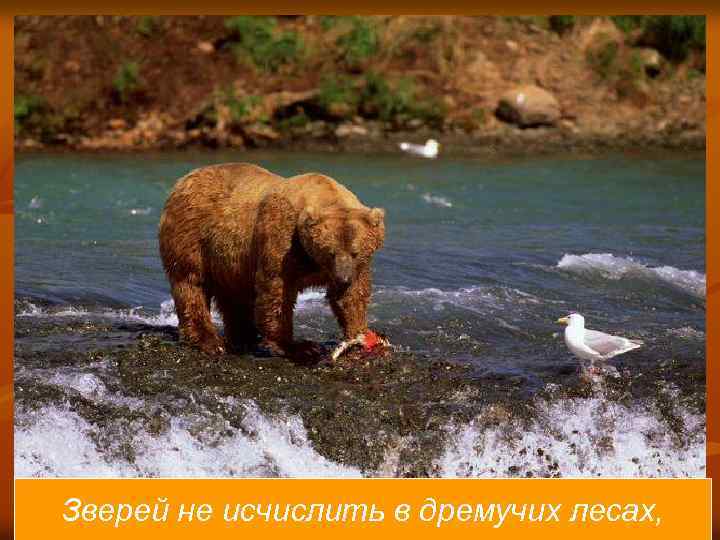 Зверей не исчислить в дремучих лесах, 