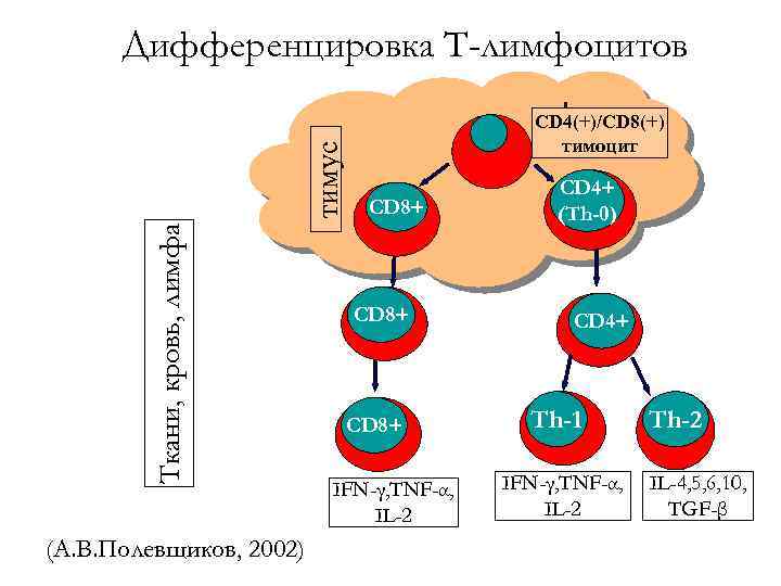 Ткани, кровь, лимфа тимус Дифференцировка Т-лимфоцитов (А. В. Полевщиков, 2002) CD 4(+)/CD 8(+) тимоцит