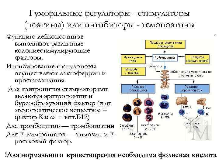 Гуморальные факторы. Гемопоэтины. Гемопоэтины иммунология. Гемопоэтины физиология. Гуморальные регуляторы формирования клеток крови.