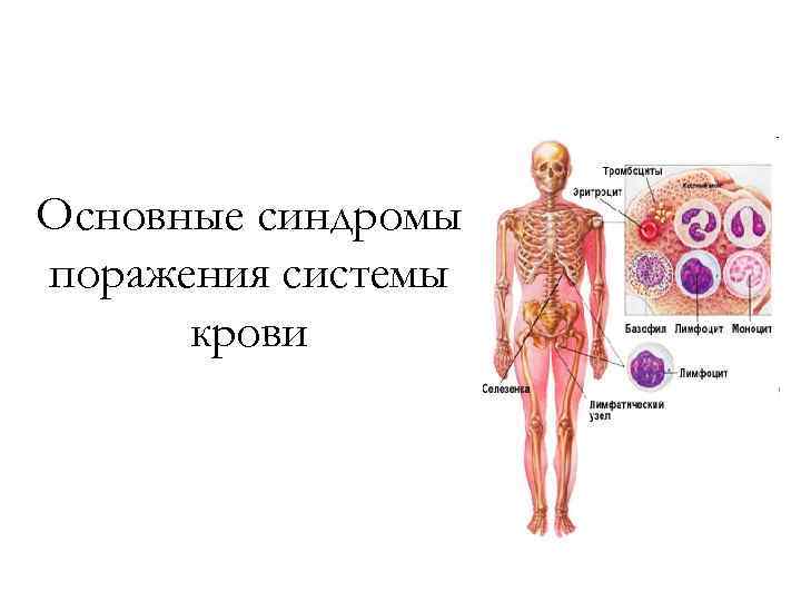 Основные синдромы поражения системы крови 