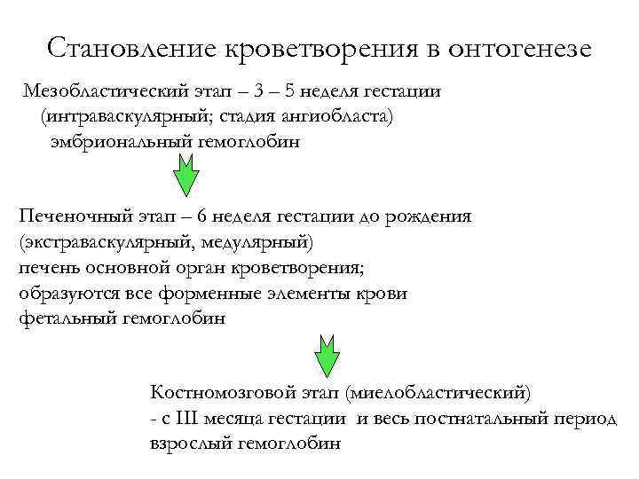 Становление кроветворения в онтогенезе Мезобластический этап – 3 – 5 неделя гестации (интраваскулярный; стадия