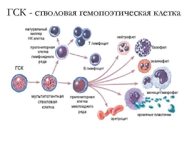 Состав стволовых клеток. Схема кроветворения стволовые клетки. Этапы развития гемопоэтической стволовой клетки. Стволовая кроветворная клетка. Кроветворение гемопоэз гистология.