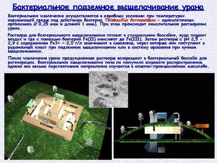 Бактериальное подземное выщелачивание урана Бактериальное извлечение осуществляется в аэробных условиях при температурах окружающей среды
