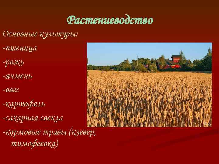 Растениеводство Основные культуры: -пшеница -рожь -ячмень -овес -картофель -сахарная свекла -кормовые травы (клевер, тимофеевка)