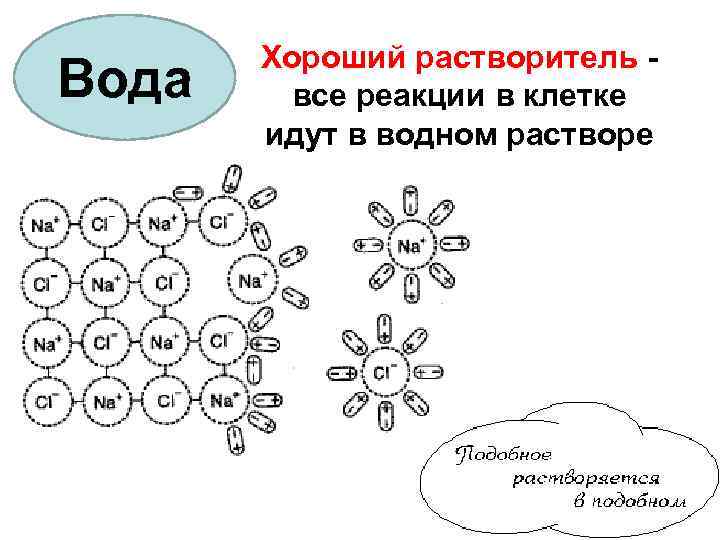 Вода Хороший растворитель все реакции в клетке идут в водном растворе 