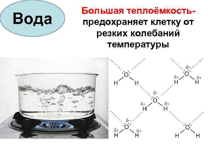 Вода Большая теплоёмкостьпредохраняет клетку от резких колебаний температуры 
