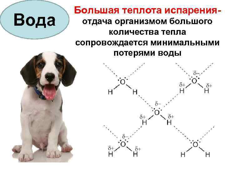 Вода Большая теплота испаренияотдача организмом большого количества тепла сопровождается минимальными потерями воды 