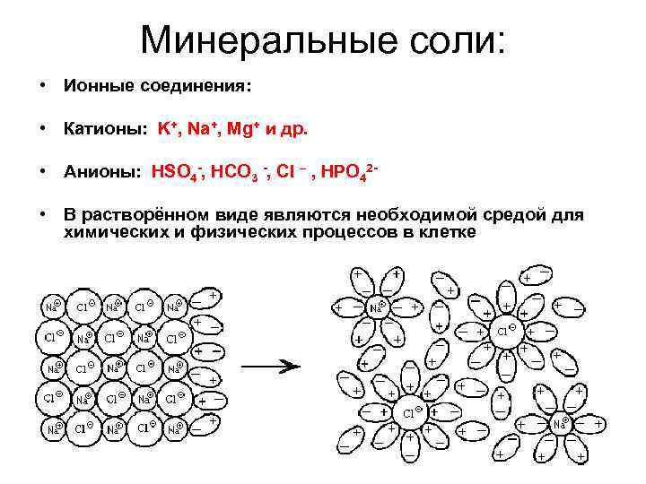 Катионы и анионы клетки