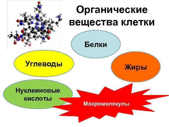 Органические соединения клетки. Органические вещества клетки белки строение. Органические вещества клетки углеводы. Функции белков в клетке органического вещества. Органические вещества клетки строение и функции белков.