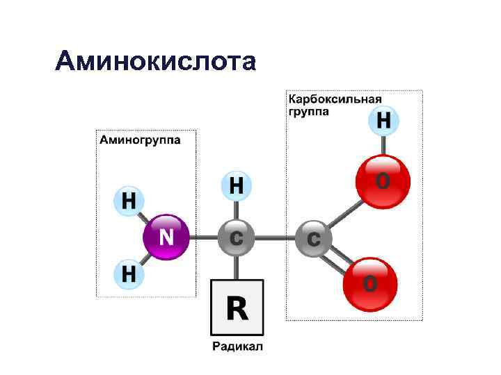 Аминокислота 
