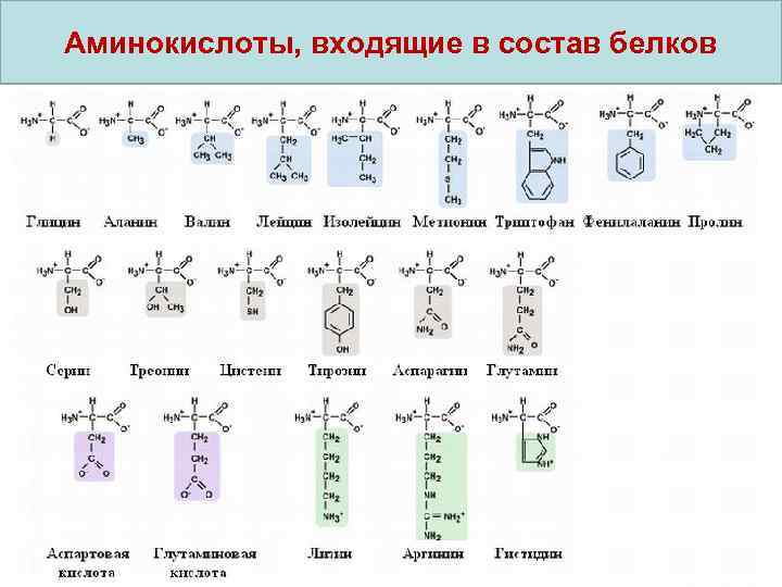 Аминокислоты входят в состав