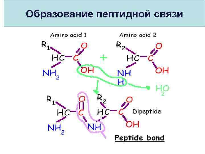 Образование пептидной связи 