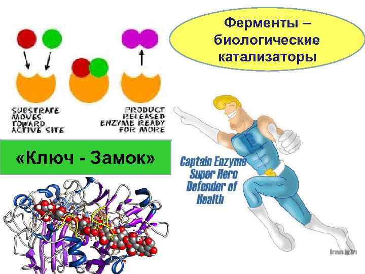 Ферменты биологические катализаторы презентация