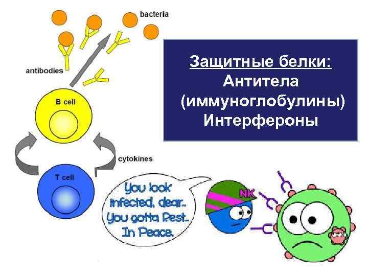 Защитные белки: Антитела (иммуноглобулины) Интерфероны 