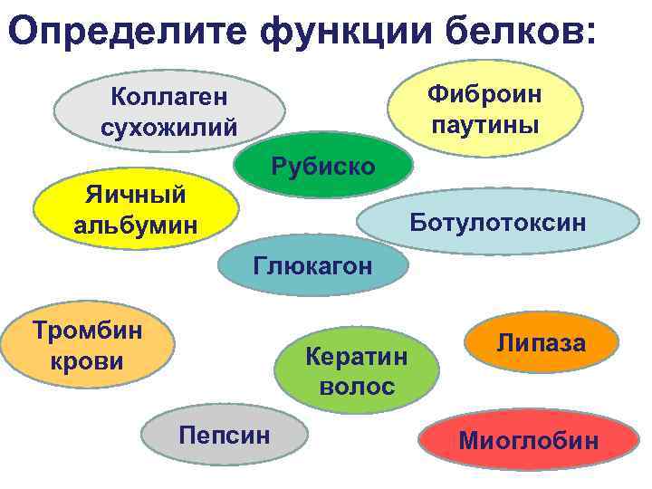 Определите функции белков: Фиброин паутины Коллаген сухожилий Рубиско Яичный альбумин Ботулотоксин Глюкагон Тромбин крови