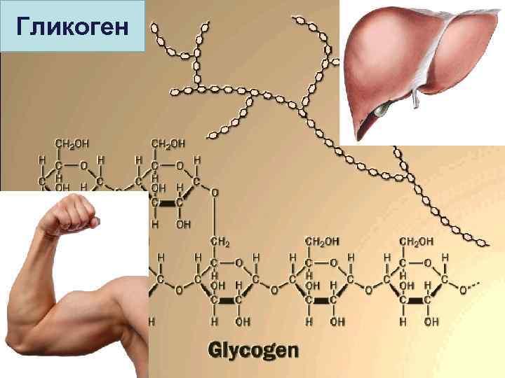 Гликоген 