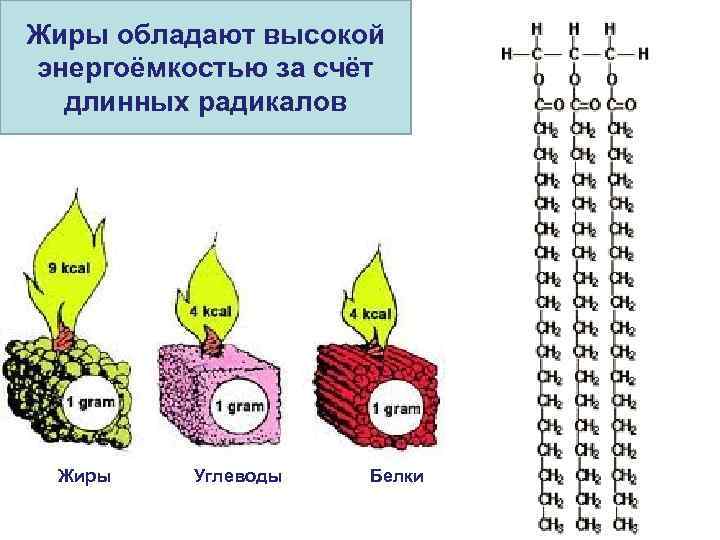 Наибольшей энергоемкостью обладают белки жиры углеводы витамины. Энергоемкость углеводов. Наибольшей энергоемкостью обладают какие вещества. Наибольшая энергоемкостью обладают.