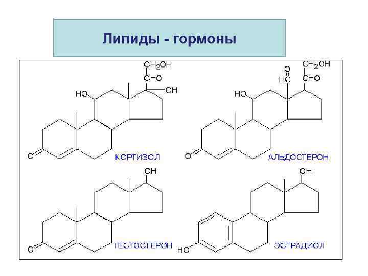 Липиды - гормоны 