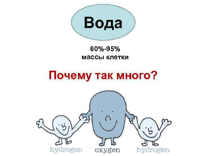 Вода 60%-95% массы клетки Почему так много? 