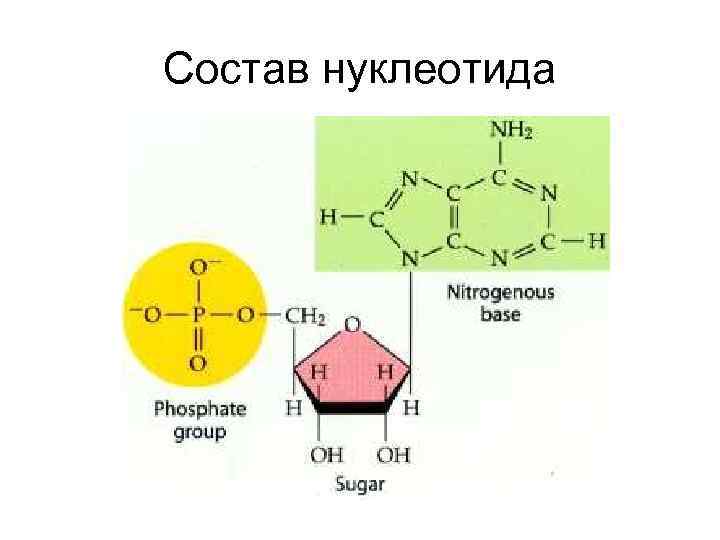 Состав нуклеотида 