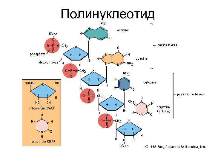 Строение полинуклеотида в виде схемы