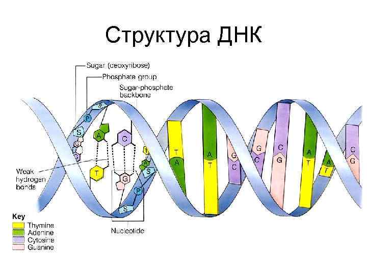 Структура ДНК 