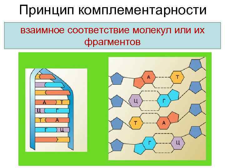 Принцип комплементарности взаимное соответствие молекул или их фрагментов 