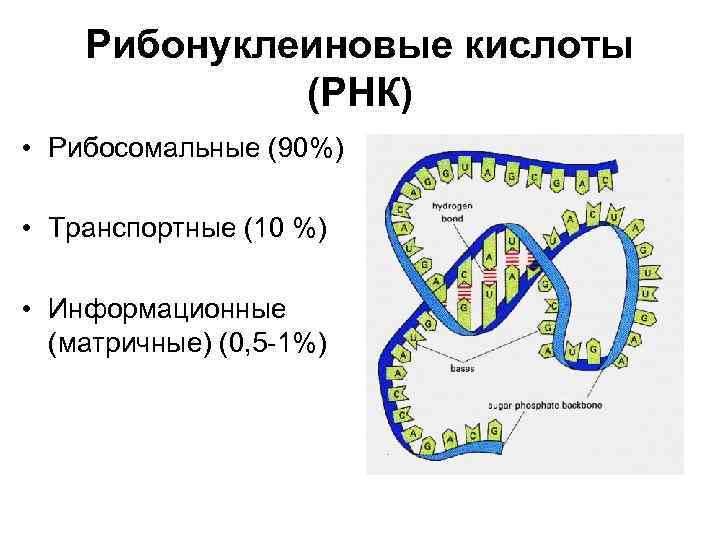 Рибонуклеиновые кислоты (РНК) • Рибосомальные (90%) • Транспортные (10 %) • Информационные (матричные) (0,