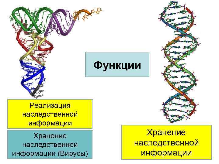 Функции Реализация наследственной информации Хранение наследственной информации (Вирусы) Хранение наследственной информации 