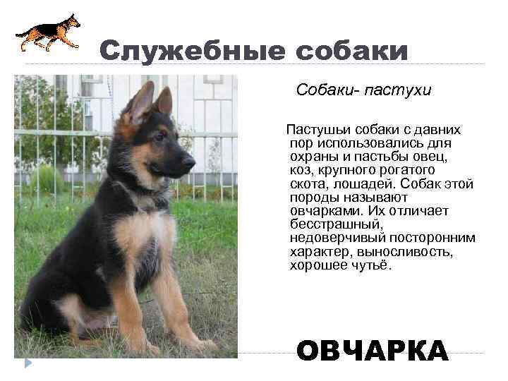Служебные собаки Собаки- пастухи Пастушьи собаки с давних пор использовались для охраны и пастьбы