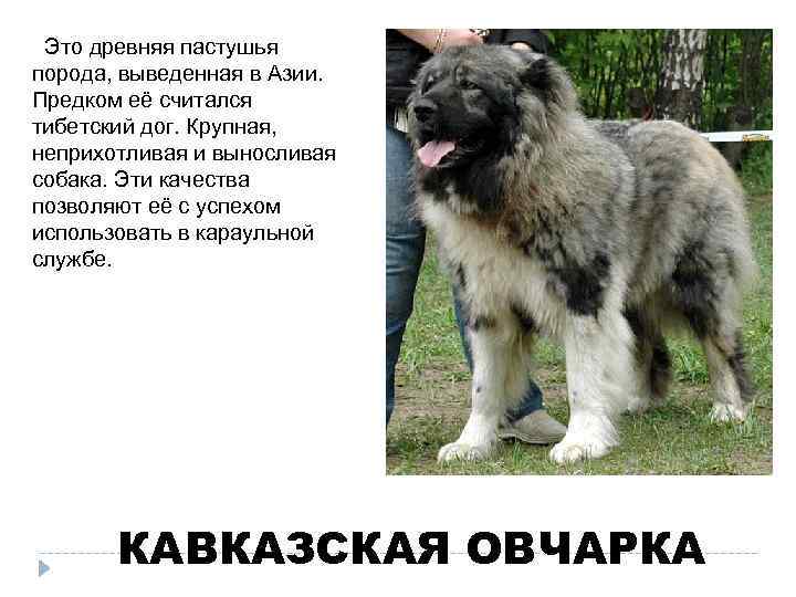  Это древняя пастушья порода, выведенная в Азии. Предком её считался тибетский дог. Крупная,