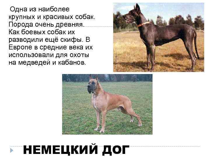  Одна из наиболее крупных и красивых собак. Порода очень древняя. Как боевых собак