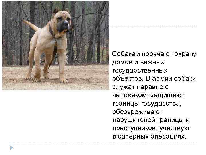  Собакам поручают охрану домов и важных государственных объектов. В армии собаки служат наравне